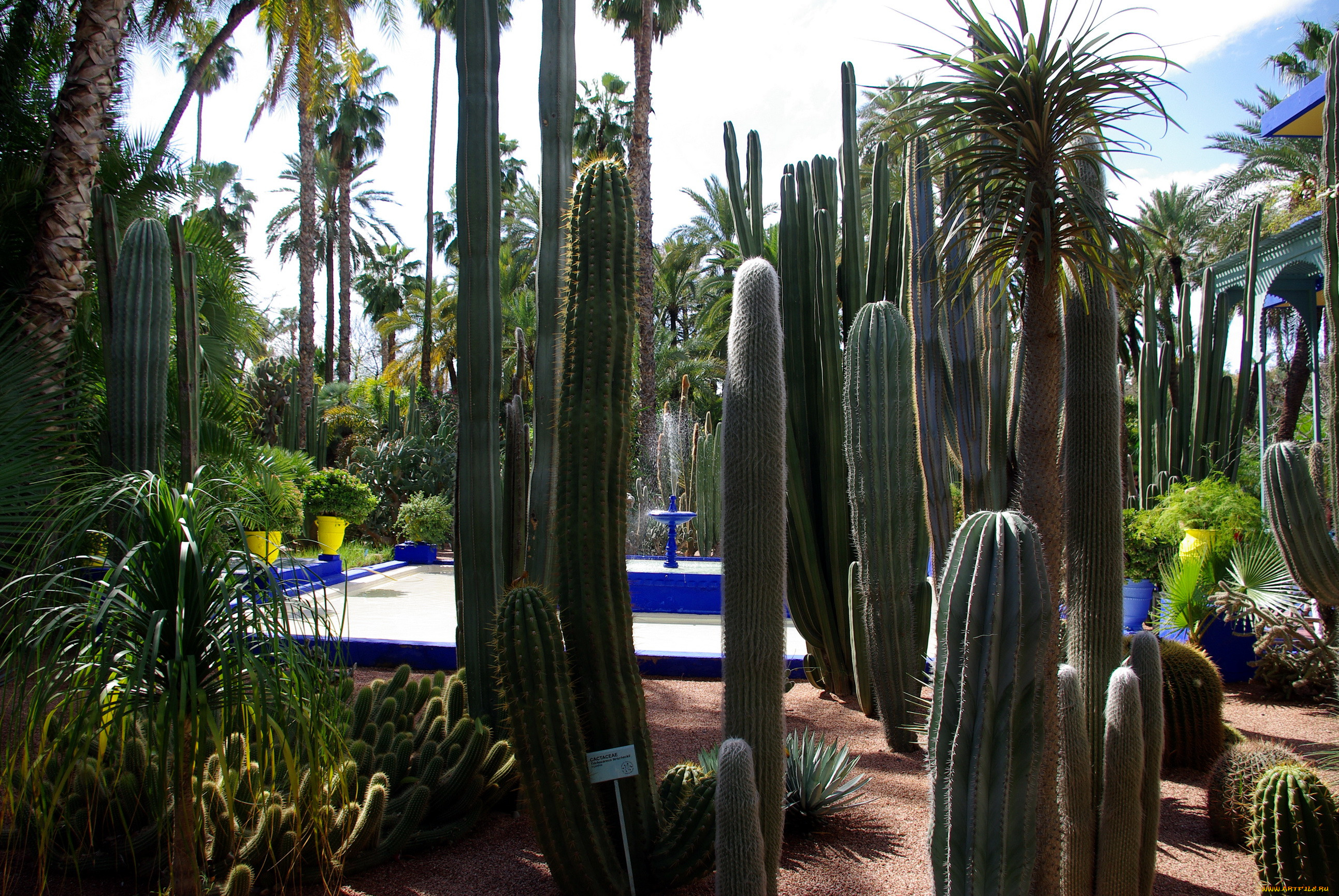 morocco, marrakech, jardin, majorelle, , , , 
